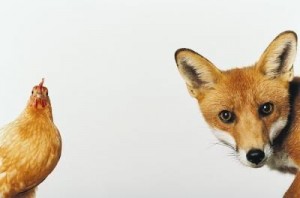 fox